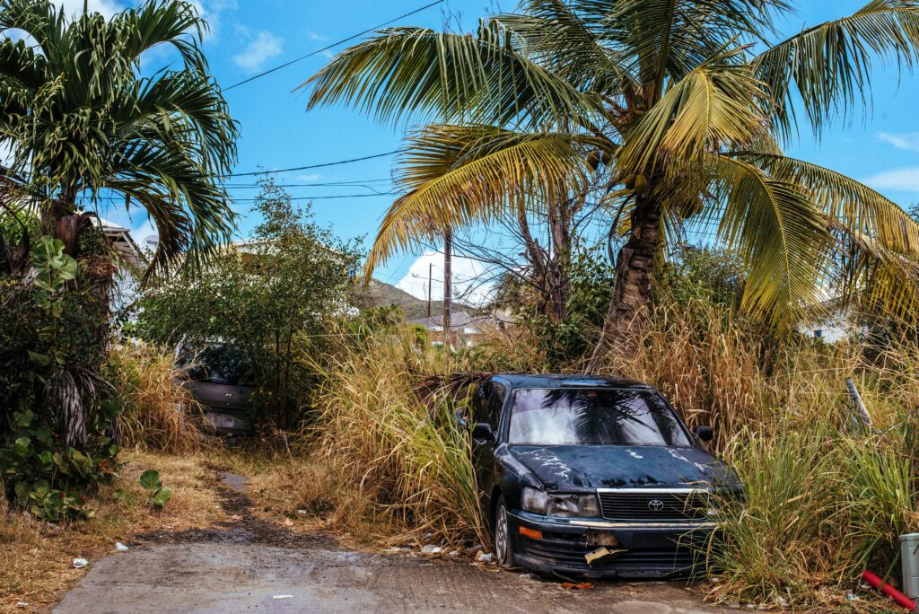 Abandoned cars surrounded by dense tropical vegetation under a bright blue sky.